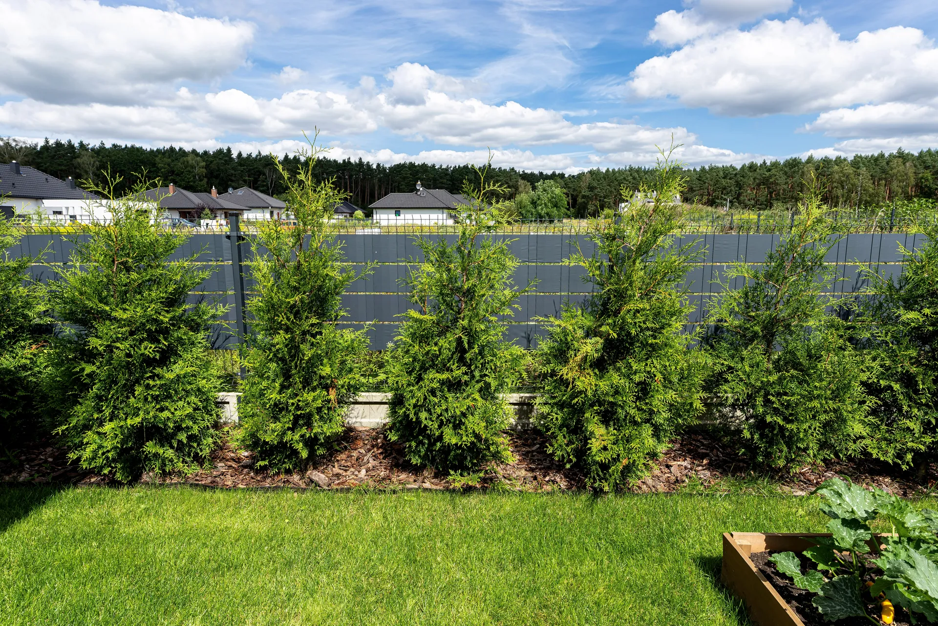 Backyard privacy fence lined with arborvitae hedge for added privacy