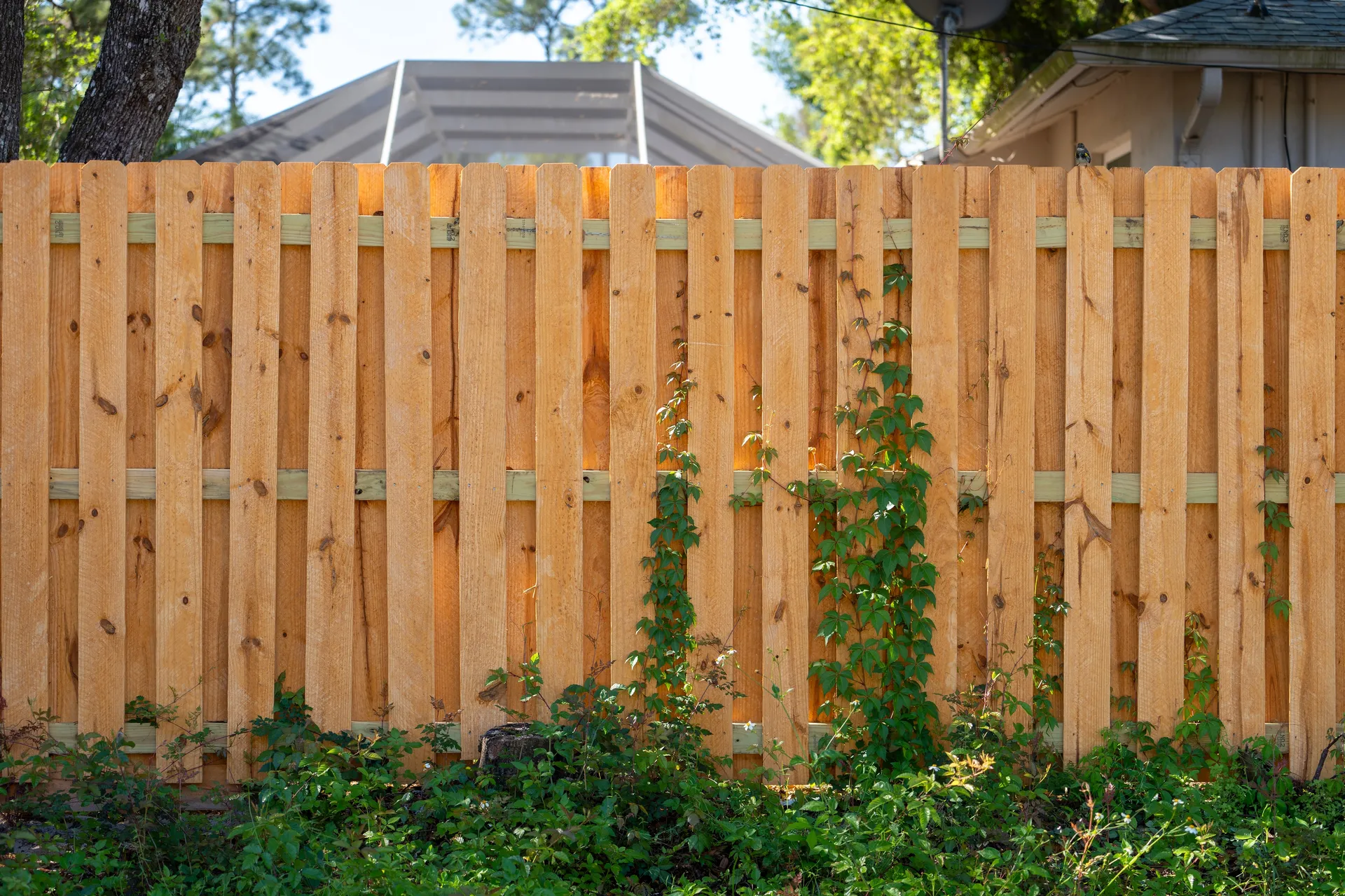Cedar shadow box fence with green ivy growing alongside
